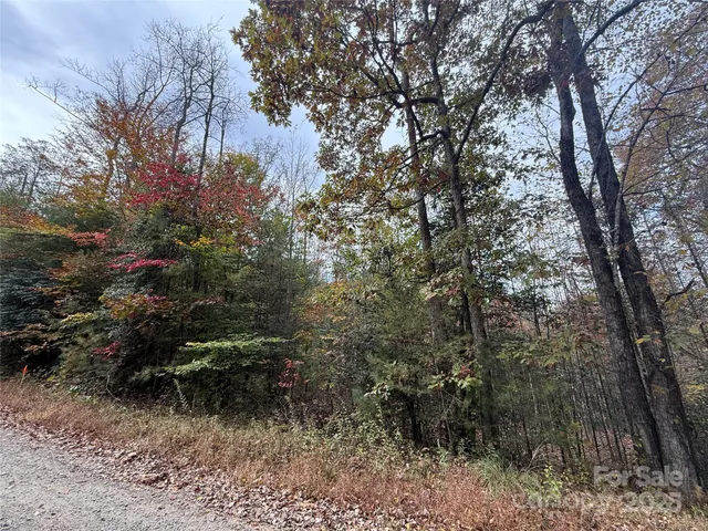 a view of a yard with plants and large trees