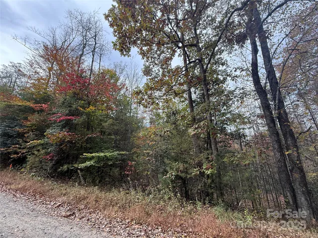 a view of a yard with plants and large trees