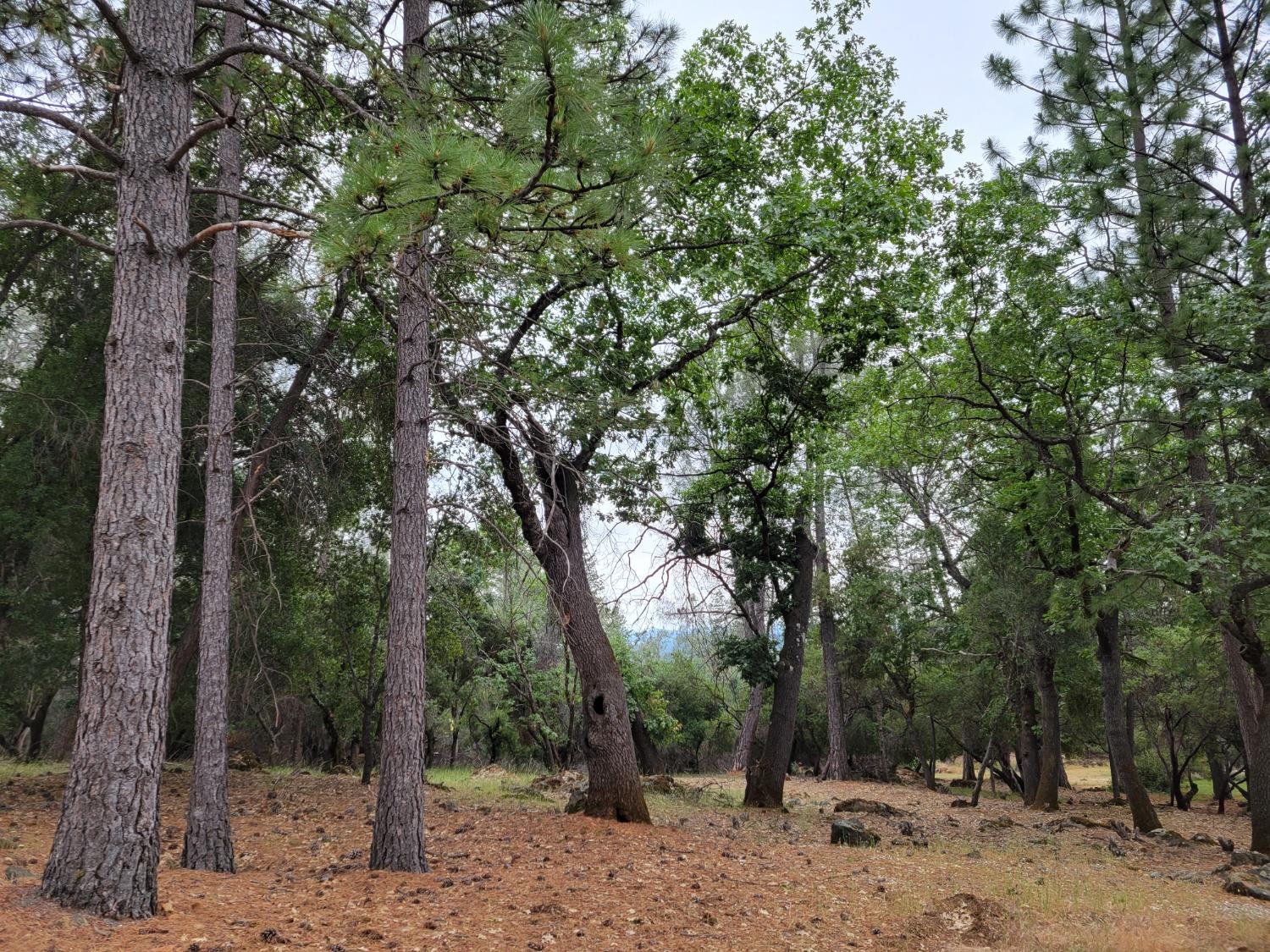 a view of a forest with trees