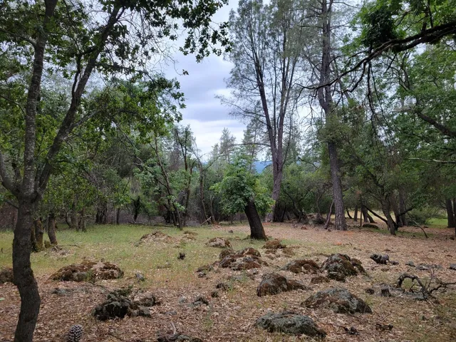 a view of a forest with trees