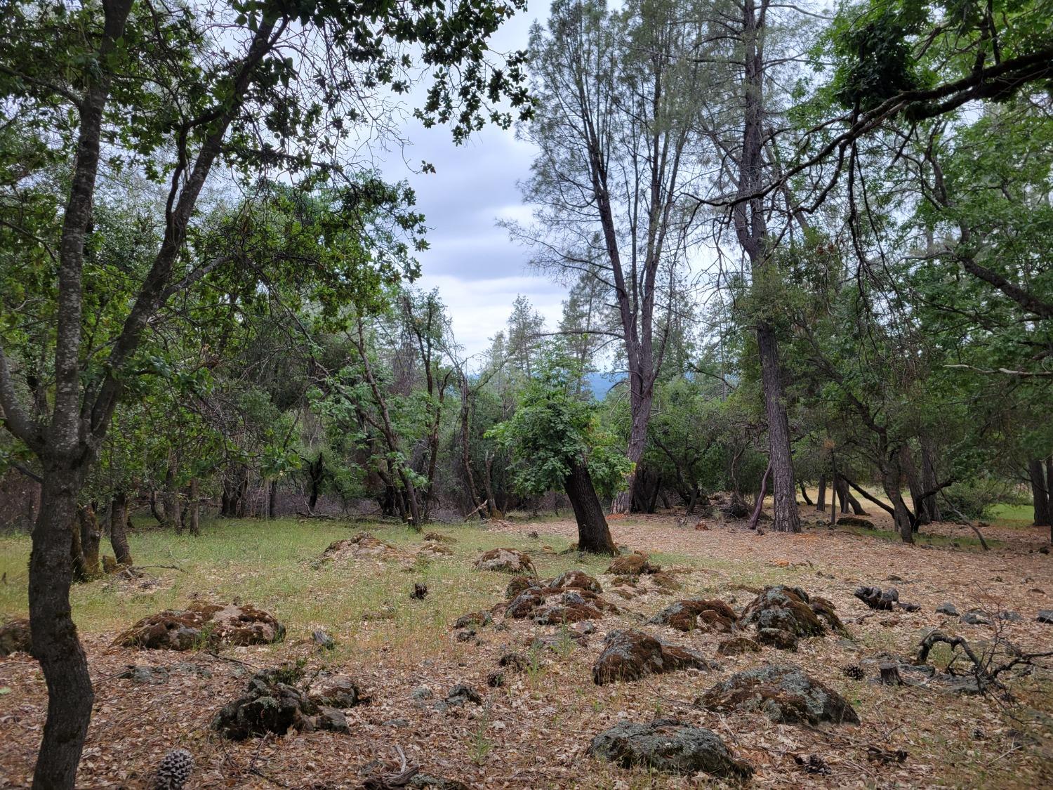 16700 Alice Way Grass Valley, CA 95949 - Photo 2 of 14 a view of a forest with trees