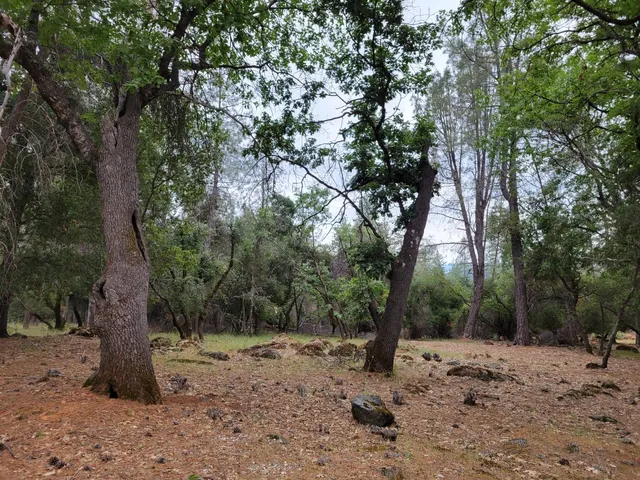a view of a forest with trees