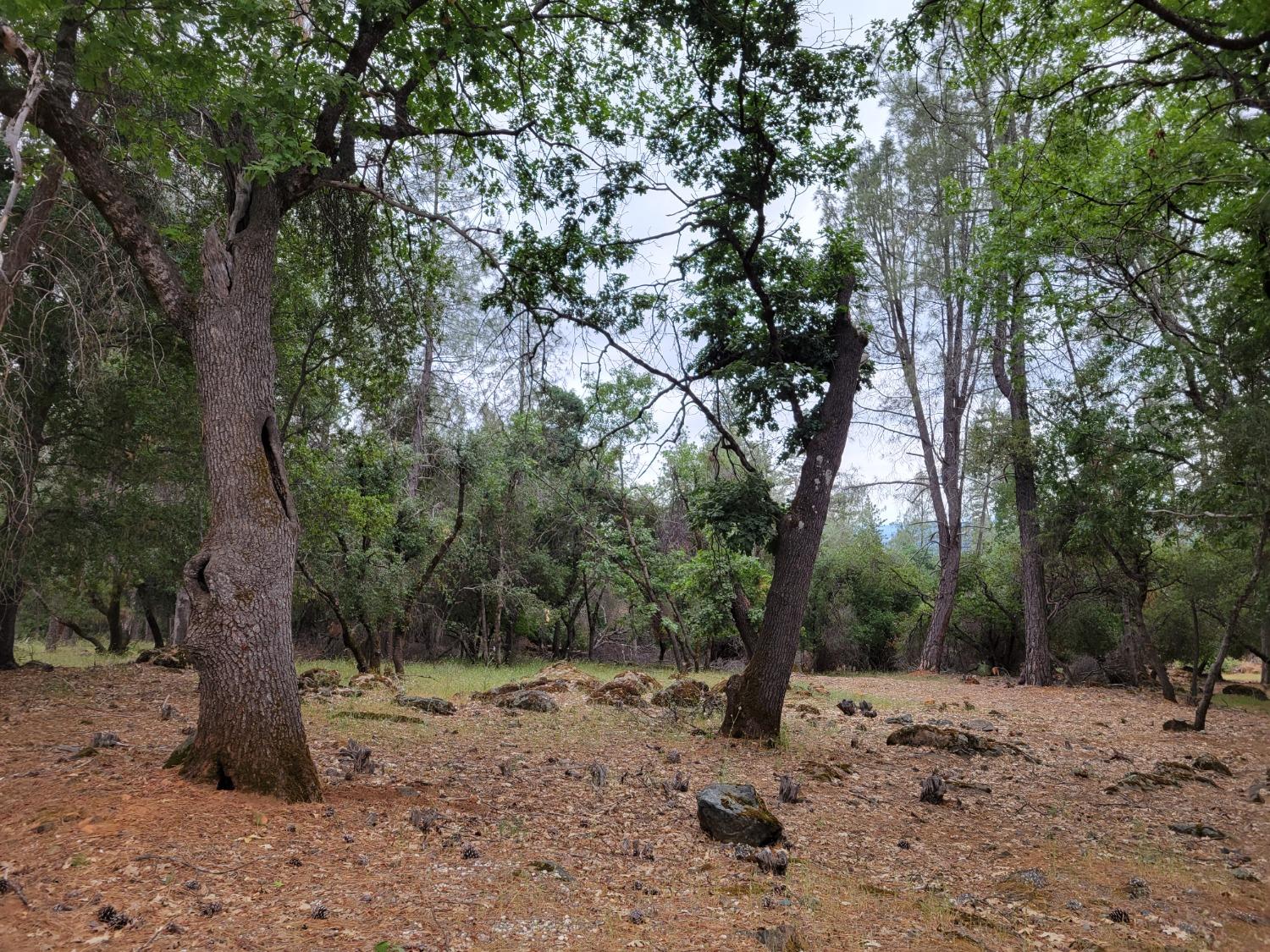 16700 Alice Way Grass Valley, CA 95949 - Photo 3 of 14 a view of a forest with trees