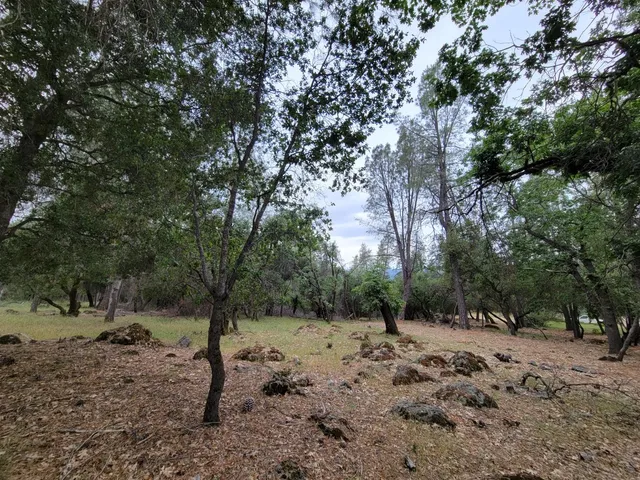 a view of a forest filled with trees
