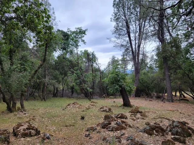 a view of a forest with trees in the background