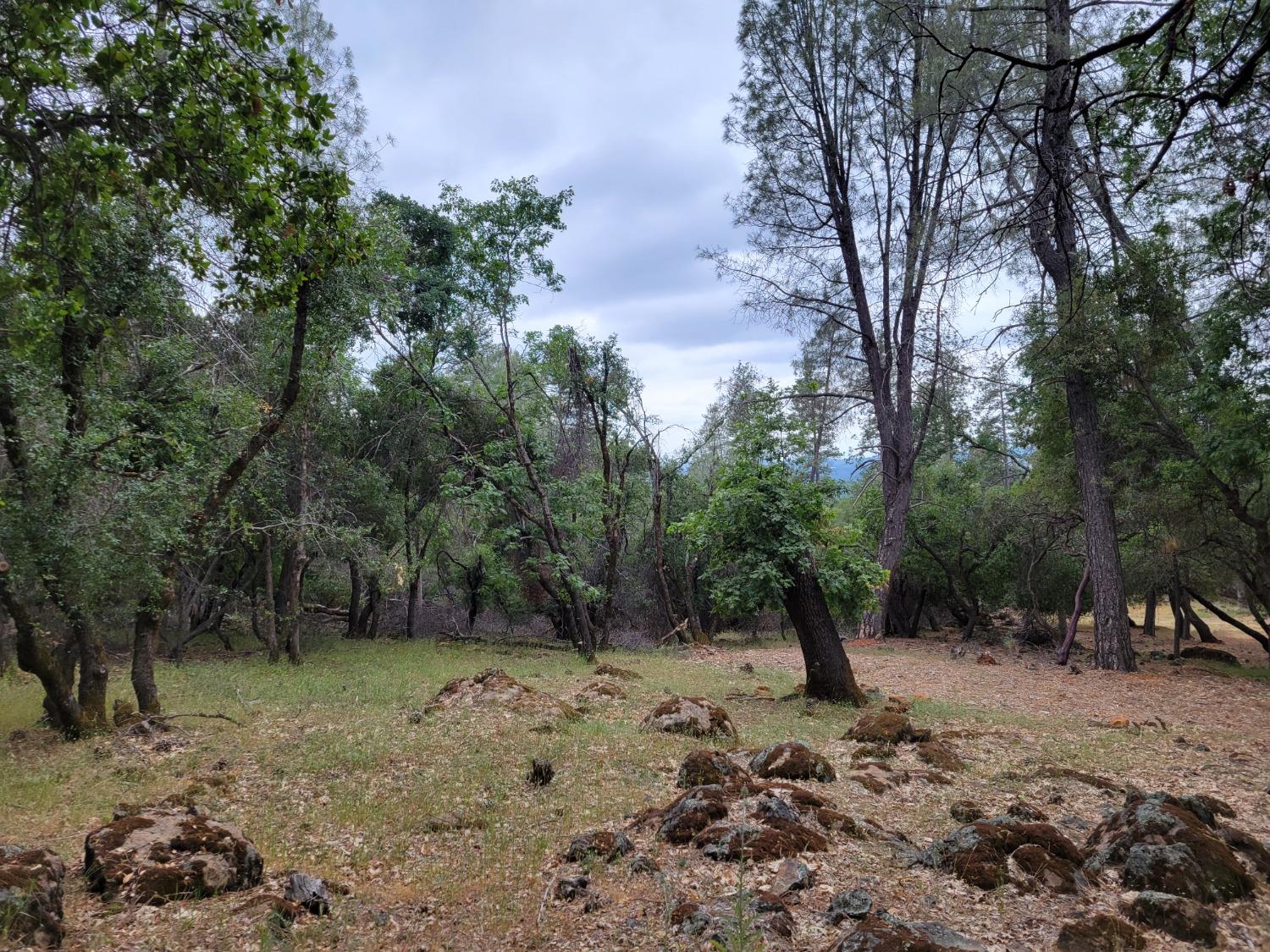 16700 Alice Way Grass Valley, CA 95949 - Photo 5 of 14 a view of a forest with trees in the background