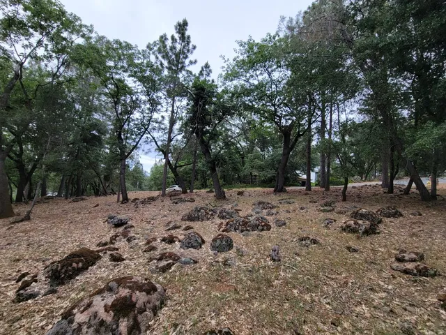 a view of a forest with trees in the background