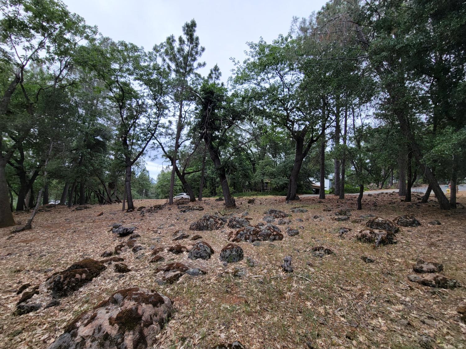 16700 Alice Way Grass Valley, CA 95949 - Photo 6 of 14 a view of a forest with trees in the background