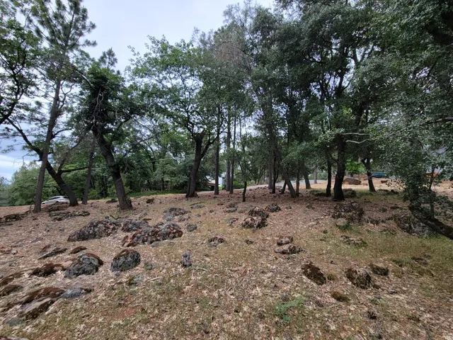 a view of a forest with trees