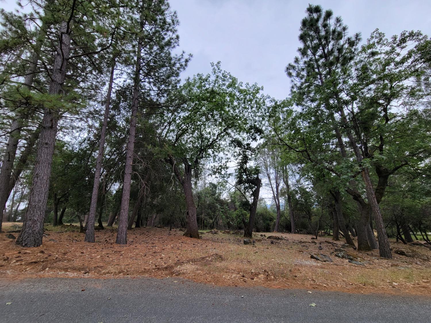 16700 Alice Way Grass Valley, CA 95949 - Photo 8 of 14 a view of road and trees