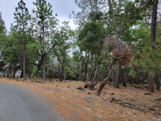 a view of backyard with trees