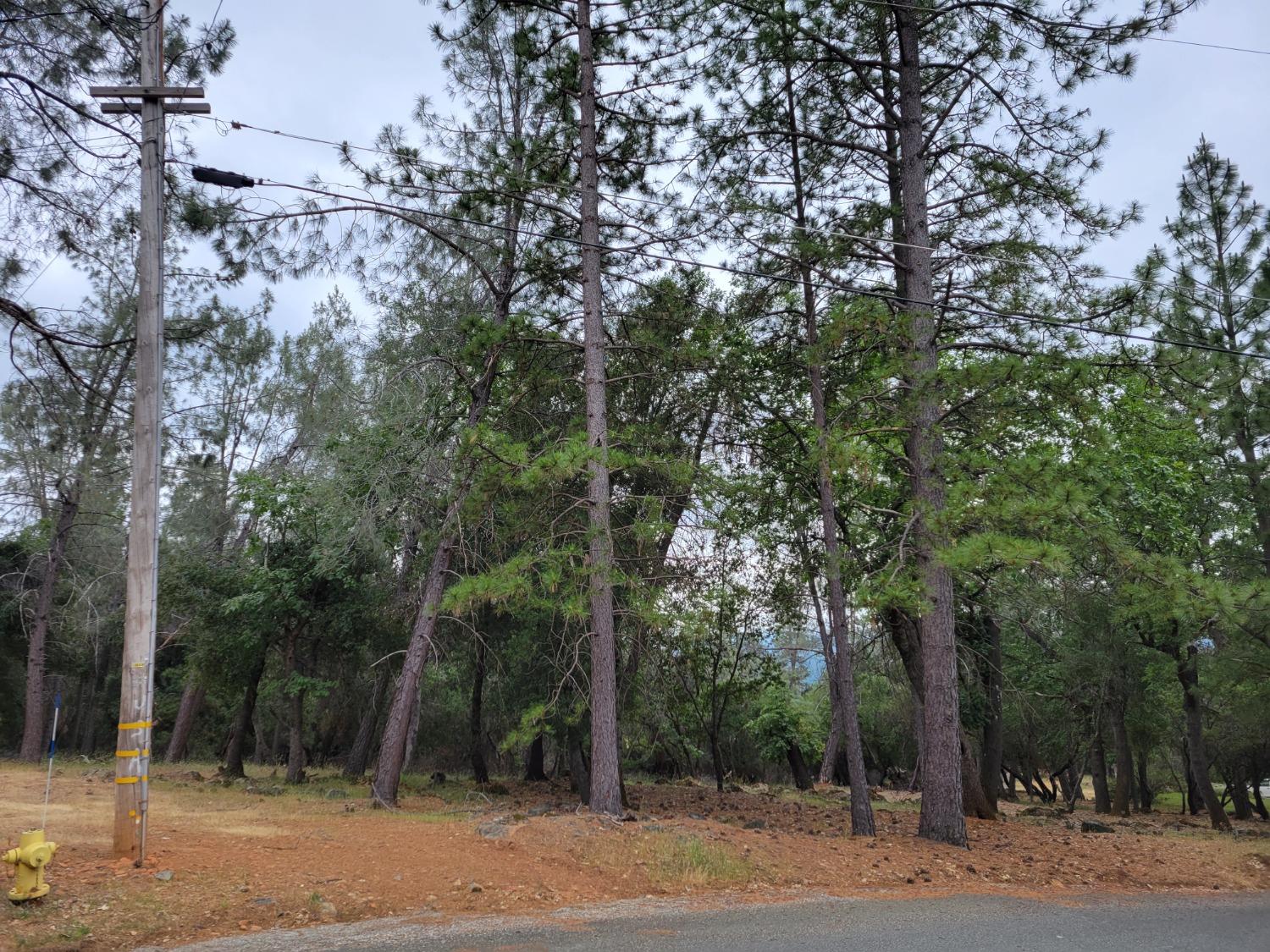 16700 Alice Way Grass Valley, CA 95949 - Photo 10 of 14 a view of a yard with large trees