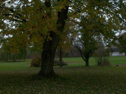 6042 Sharp Road Swartz Creek, MI 48473 - Photo 8 of 8 20192470-7.JPG
