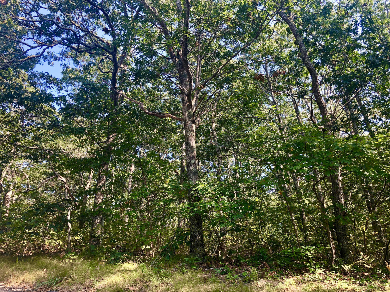 780 Old Orchard Road Eastham, MA 02642 - Photo 2 of 5 20200625140046747523000000-o