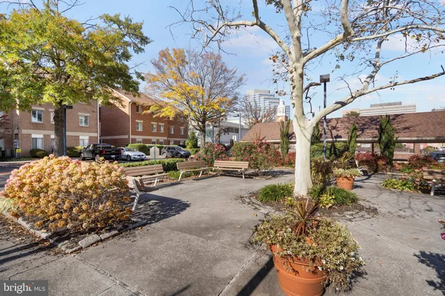 a view of road with large trees
