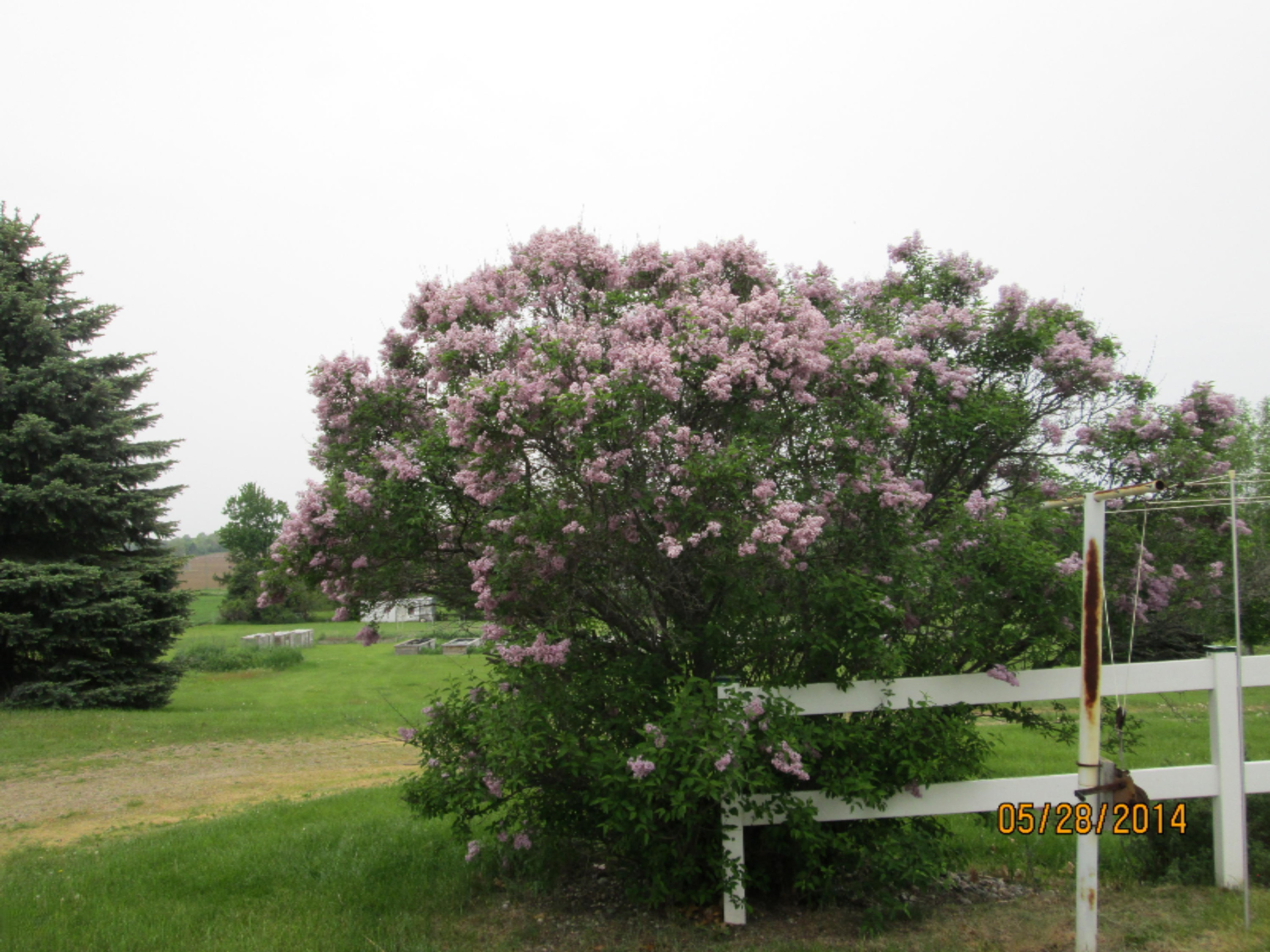 6873 Neff Road Northeast Edmore, MI 48829 - Photo 13 of 35 IMG_1079