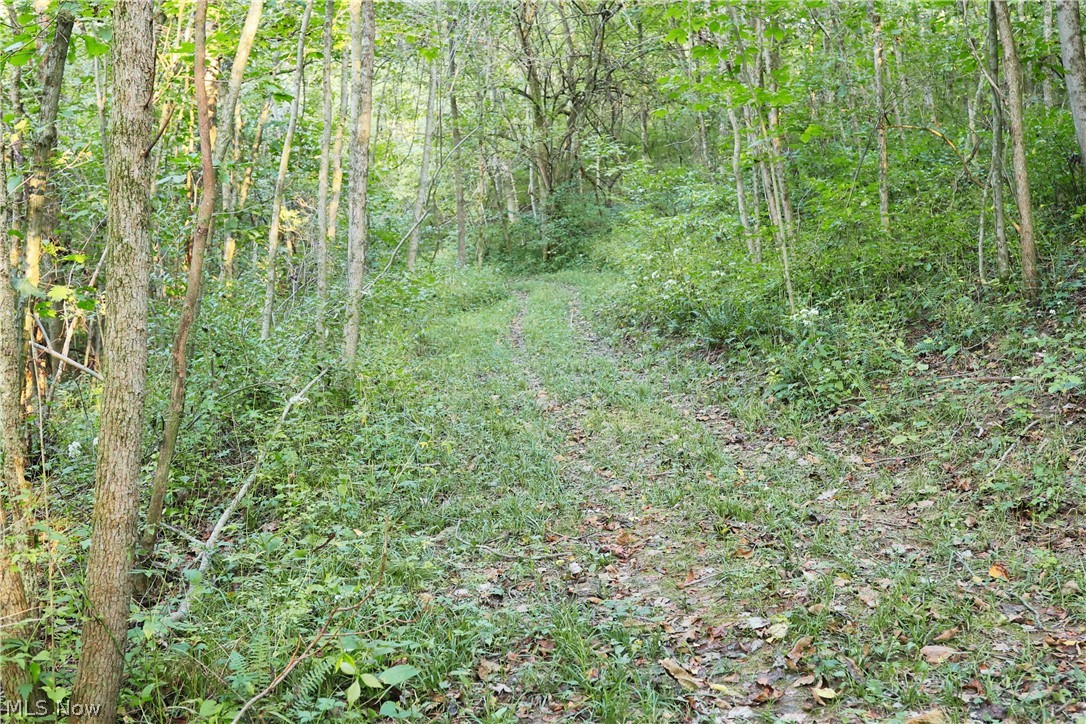 Groves Hill Road Caldwell, OH 43724 - Photo 33 of 44 Wooded terrain with established foliage and a grass-covered pathway