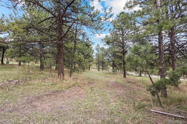 a view of a forest with trees in the background