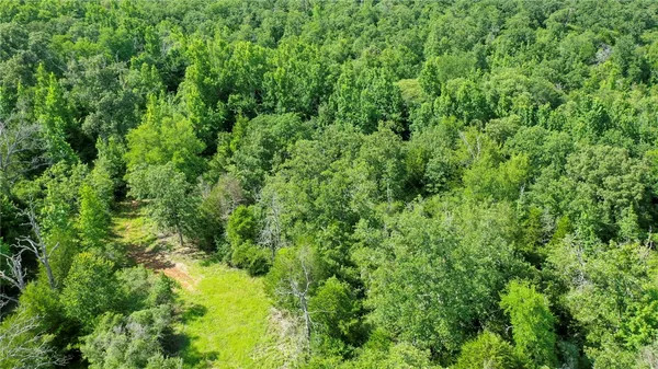a view of a lush green forest