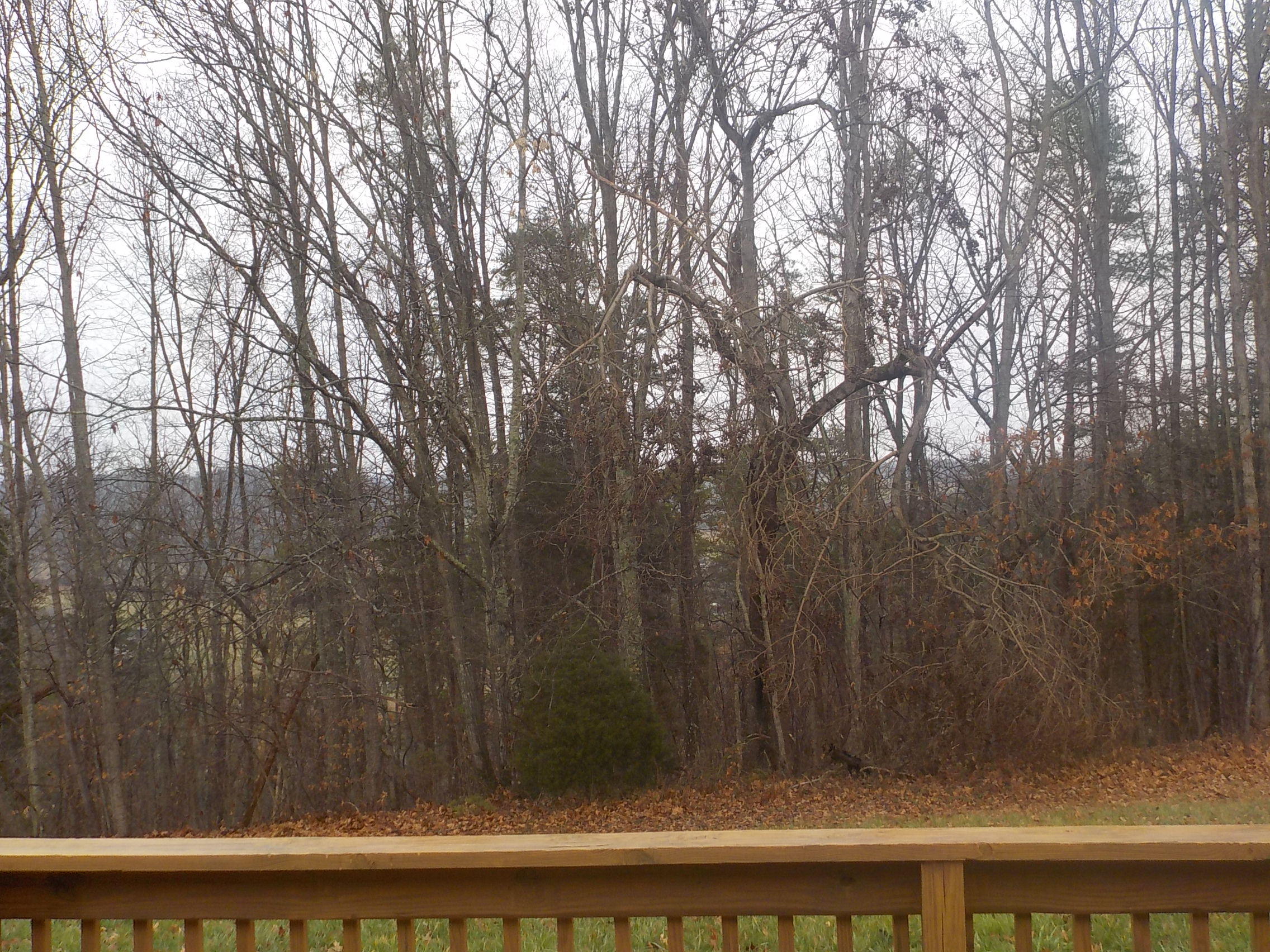 505 Charlie Greenlee Road Rutledge, TN 37861 - Photo 26 of 28 018