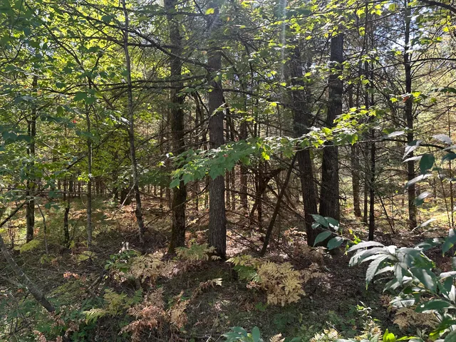 $35,000 | Par D West 16th Street, Baldwin, MI 49304