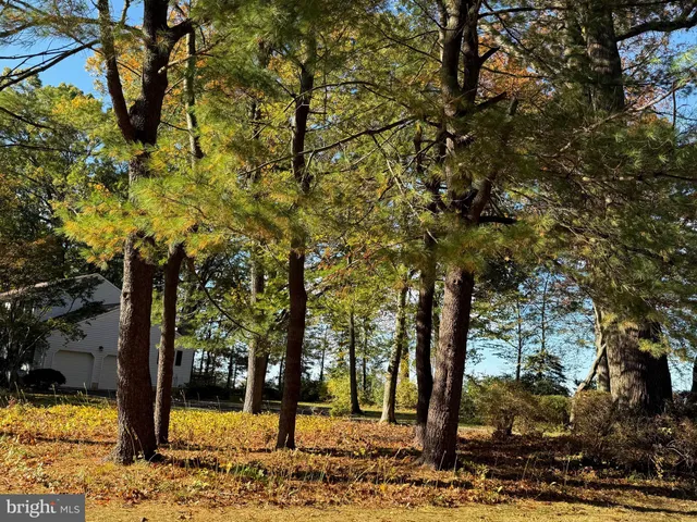 a view of a yard with trees