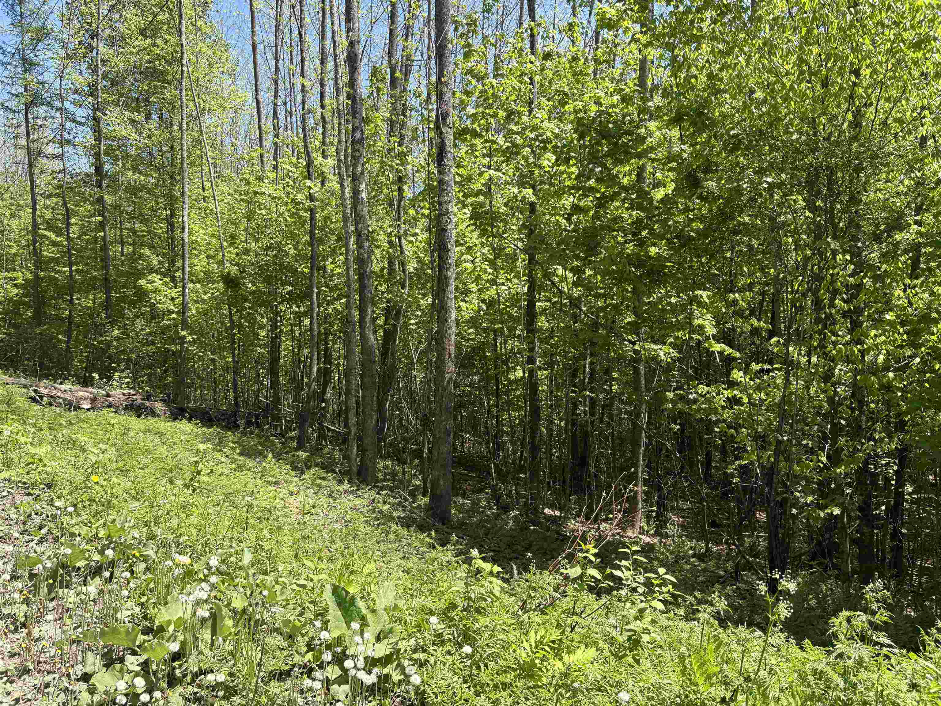 0 Bear Hill Road Randolph, VT 05060 - Photo 6 of 15