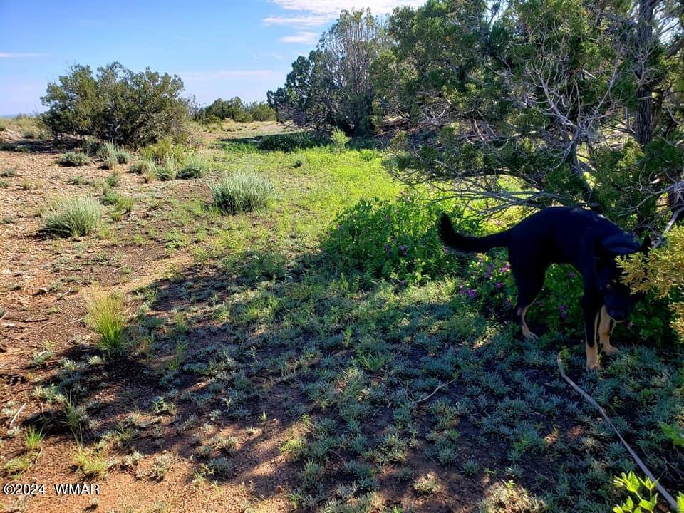 114 County Road Concho, AZ 85924 - Photo 2 of 10 Level Property