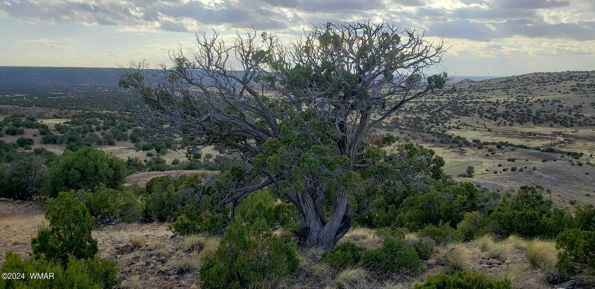 114 County Road Concho, AZ 85924 - Photo 3 of 10 Awesome Views