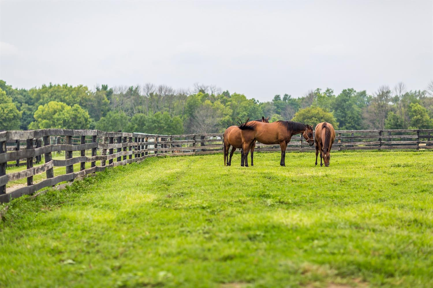 2108 Huntertown Road Versailles, KY 40383 - Photo 20 of 38 Photo 20
