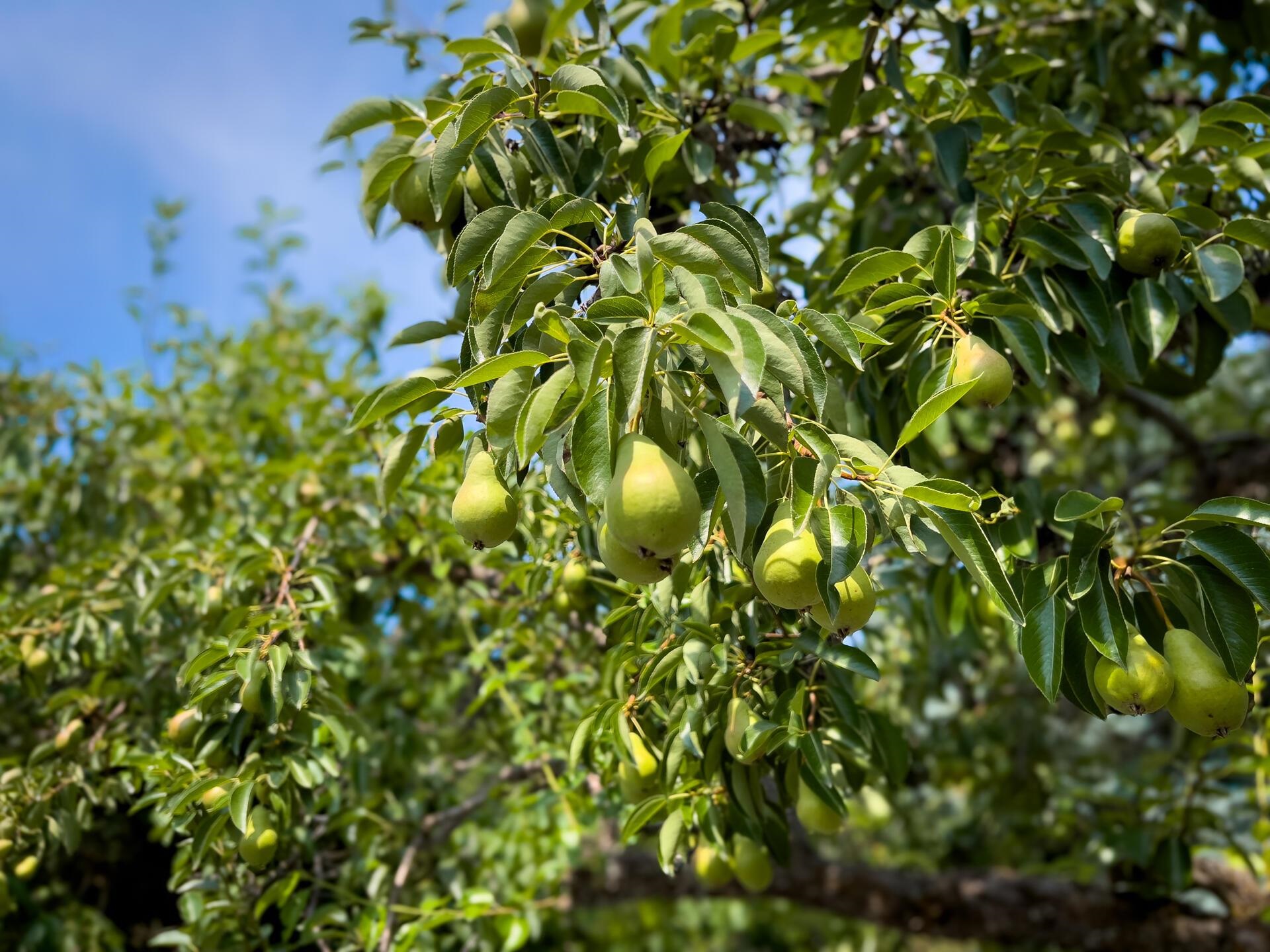 2264 C Scott Road Rice, WA 99167 - Photo 22 of 25