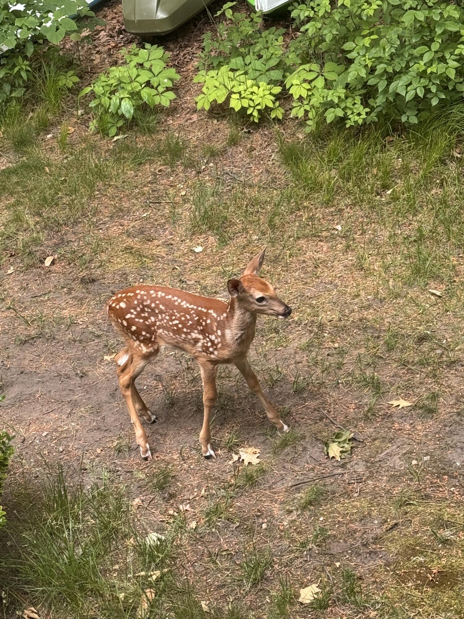 1286 Bridge Road Allegan, MI 49010 - Photo 50 of 51 Wildlife 8