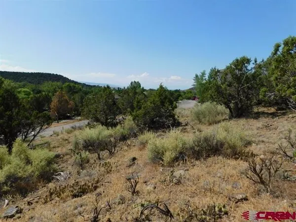 a view of a dry yard with lots of bushes