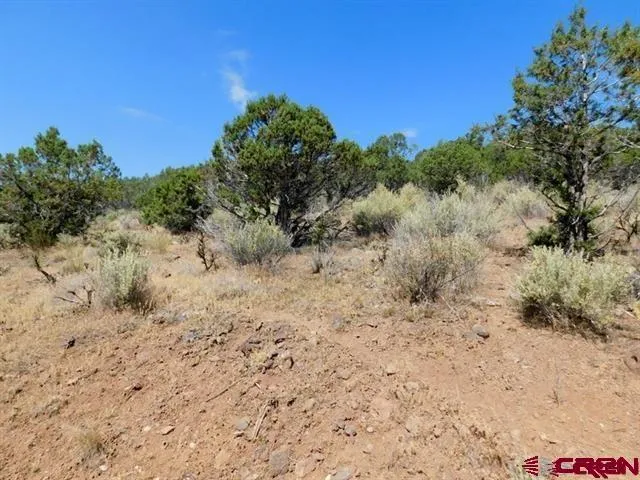 a view of a dry yard with lots of bushes