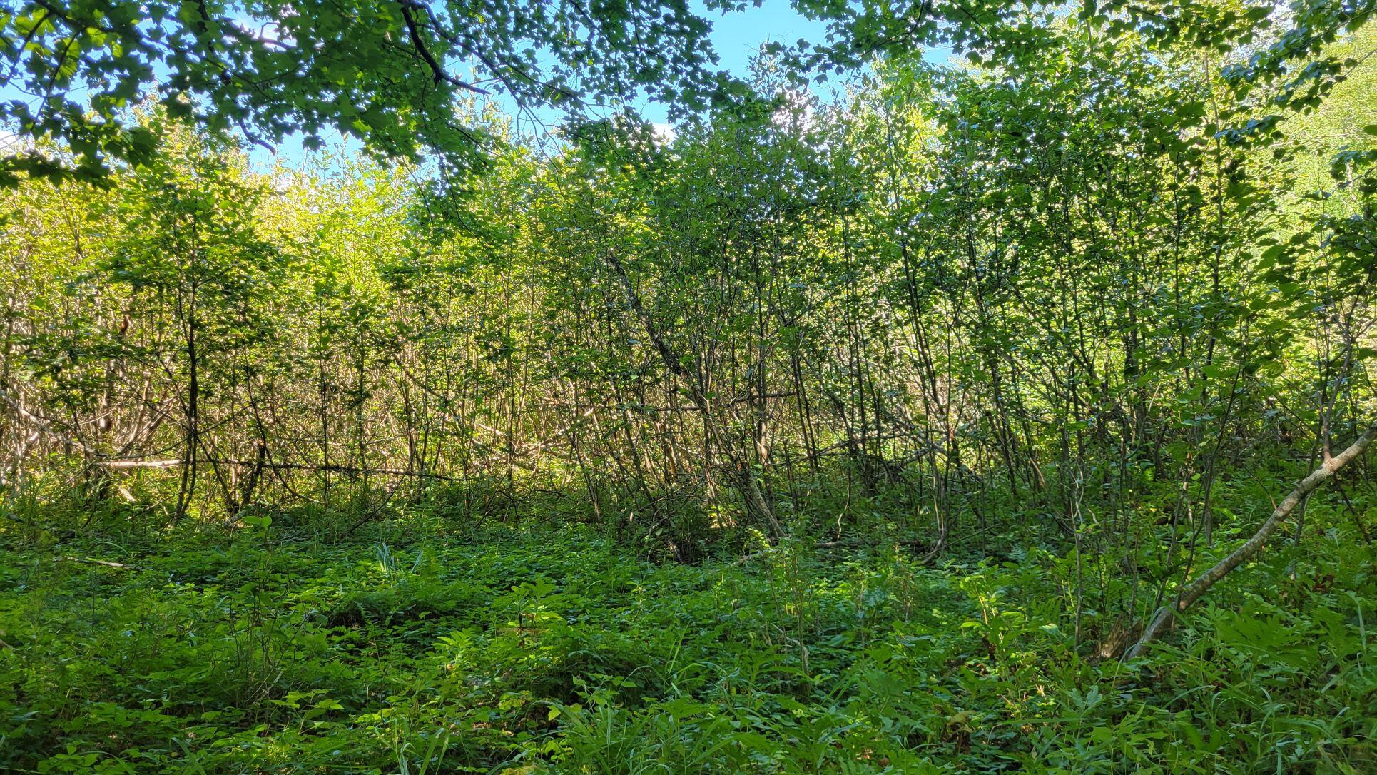 0 Robbinston Ridge Road Pembroke, ME 04666 - Photo 12 of 24 Lot 5