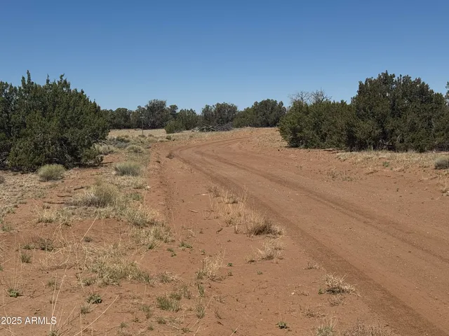 a view of a dry yard with trees
