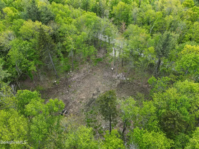 a view of a forest with lots of trees