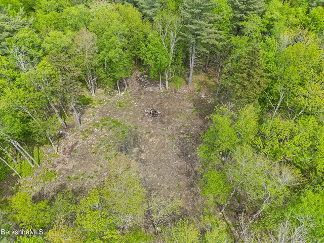 a view of a forest with trees in the background