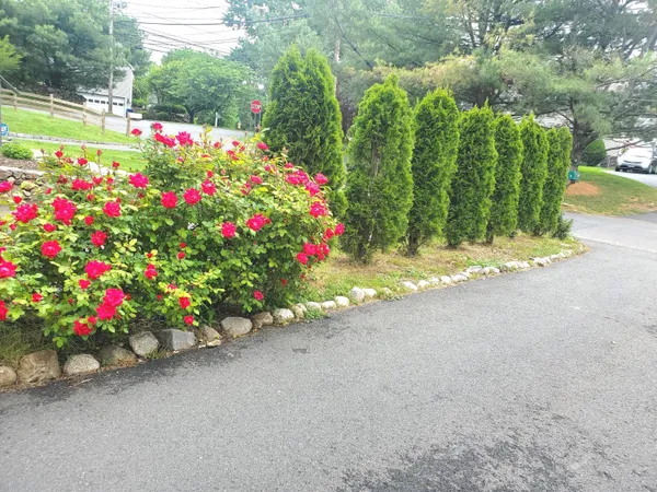 a bunch of flowers are in a yard