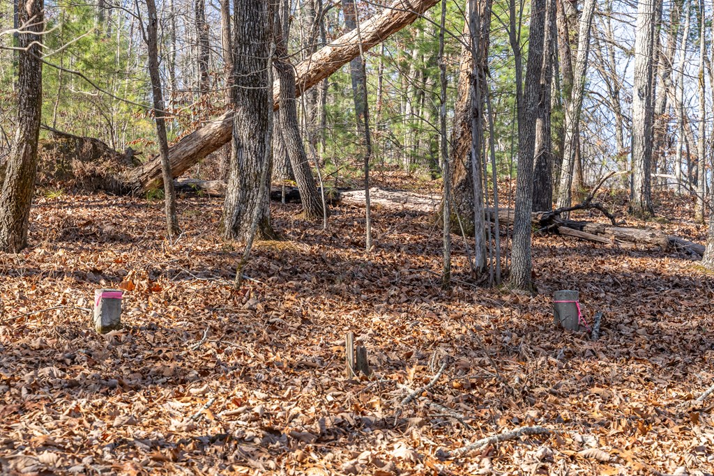 Lot 32 Woodring Branch Road Chatsworth, GA 30705 - Photo 13 of 37 a view of a backyard with large trees