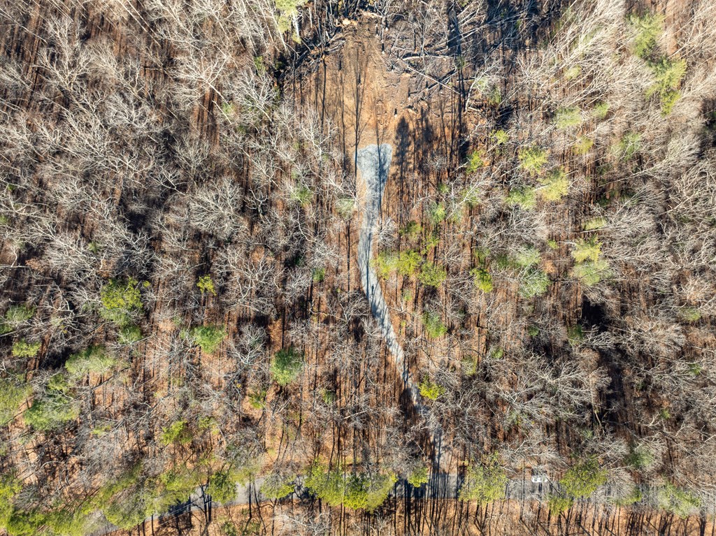 Lot 32 Woodring Branch Road Chatsworth, GA 30705 - Photo 32 of 37 a close up of a tree