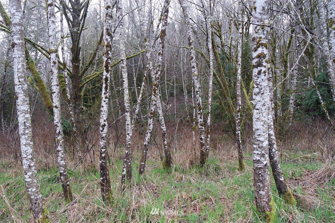 158 Salzer Road Centralia, WA 98531 - Photo 21 of 25 Gallery Image 21