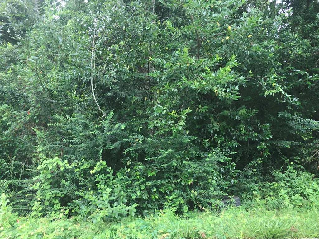 0 Barnard Street Dothan, AL 36301 - Photo 1 of 1