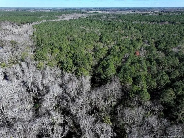a view of a lush green forest with a lush green forest