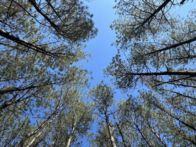 a view of outdoor space with wooden fence
