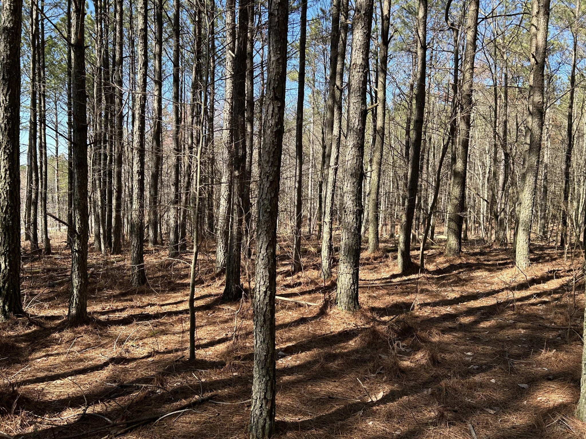 4210 Raulston Fls Road Jasper, TN 37347 - Photo 13 of 29 a view of a backyard of the house