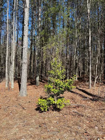 a view of a park with trees