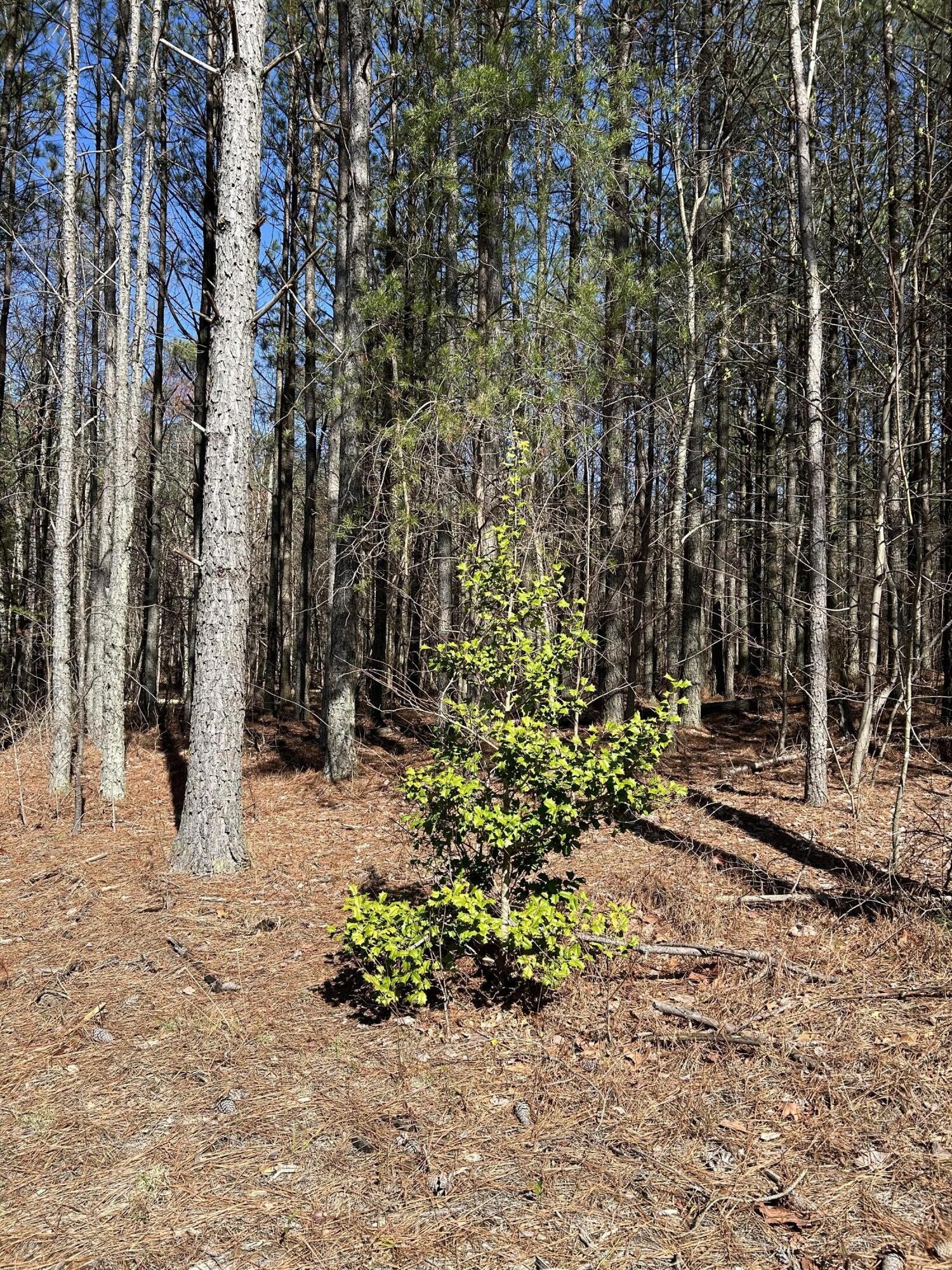 4210 Raulston Fls Road Jasper, TN 37347 - Photo 7 of 29 a view of a yard with trees