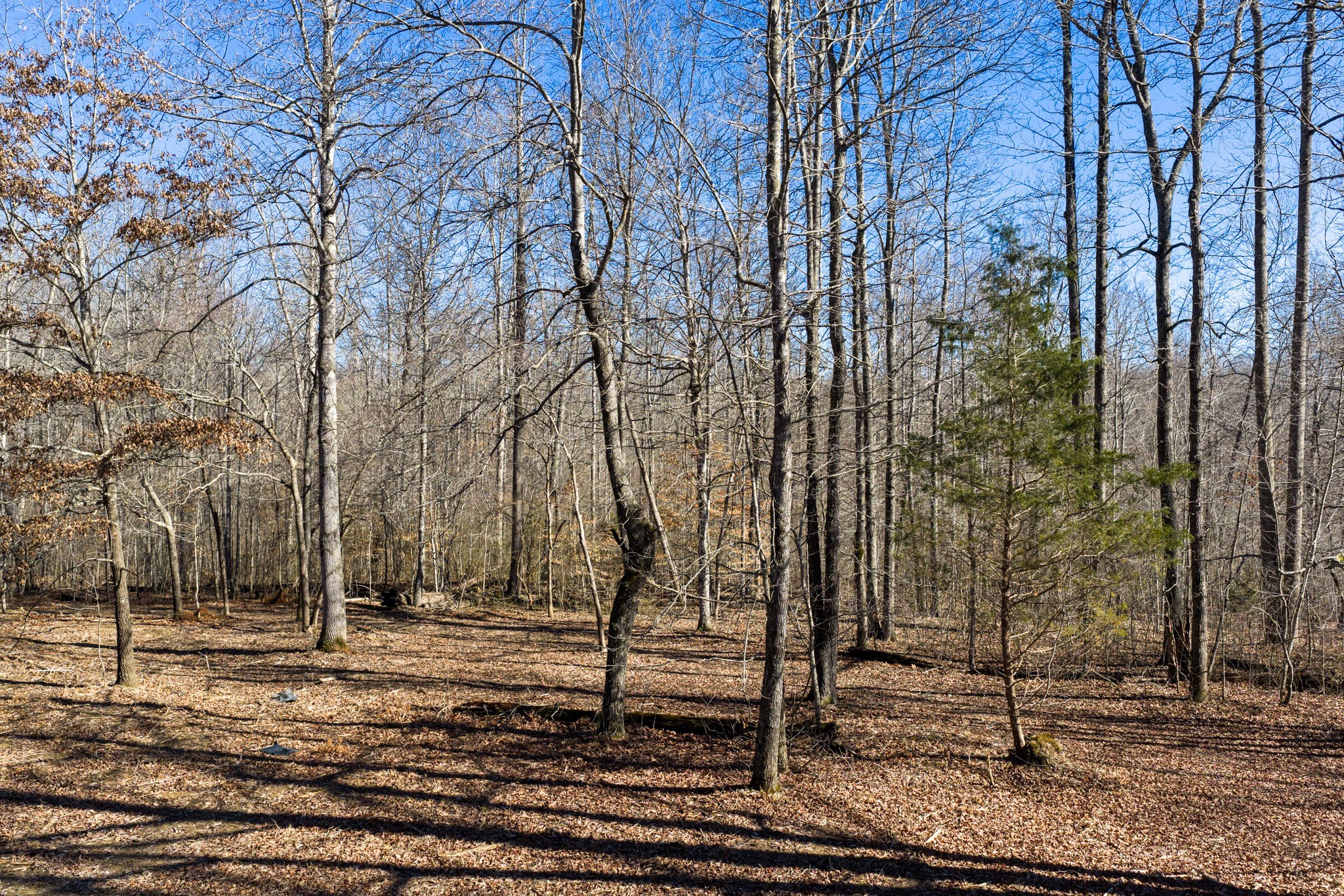 0 Wildcat Road Dickson, TN 37055 - Photo 4 of 37