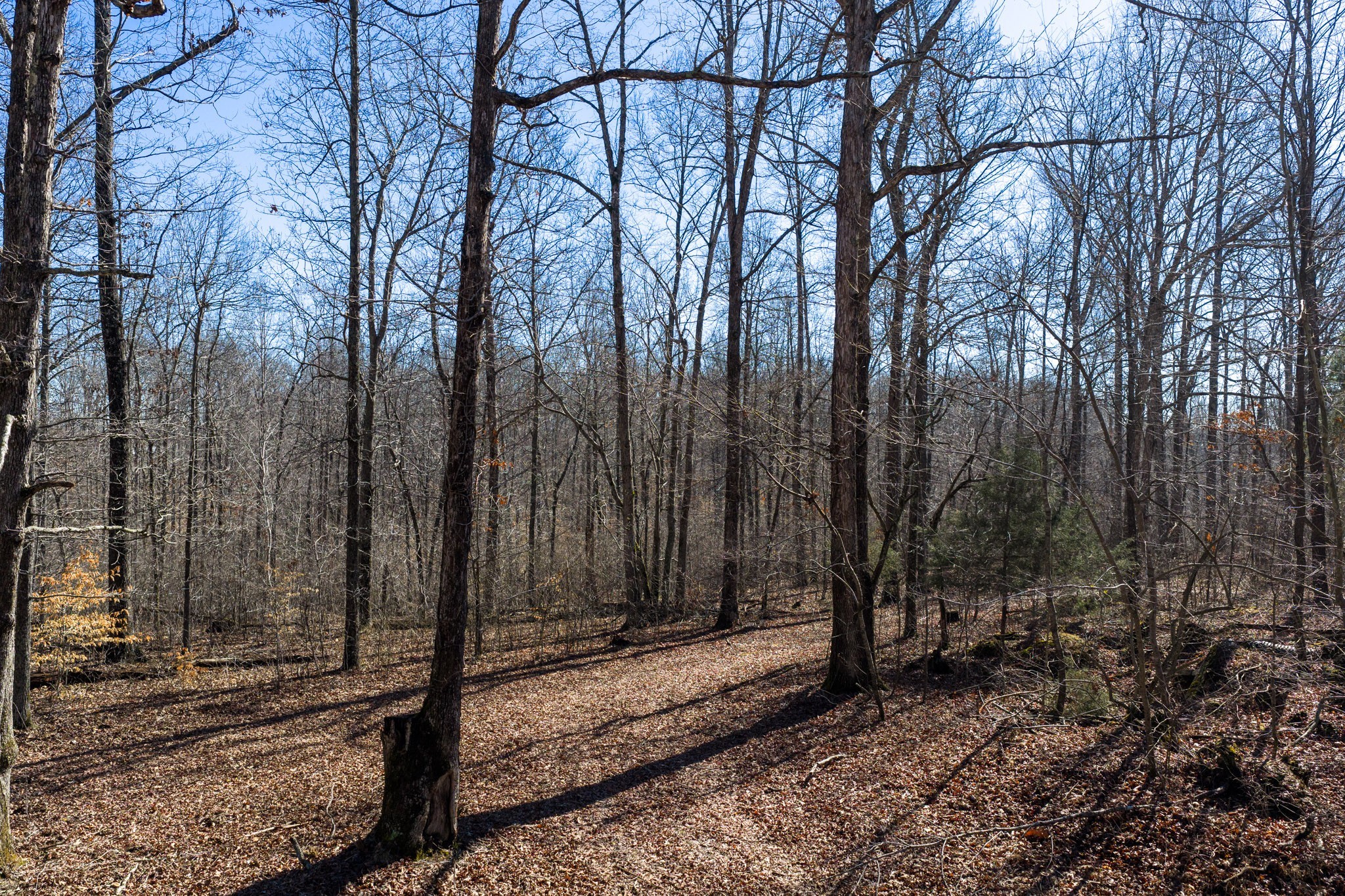 0 Wildcat Road Dickson, TN 37055 - Photo 6 of 37